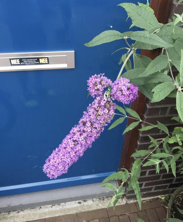Ready for pollination