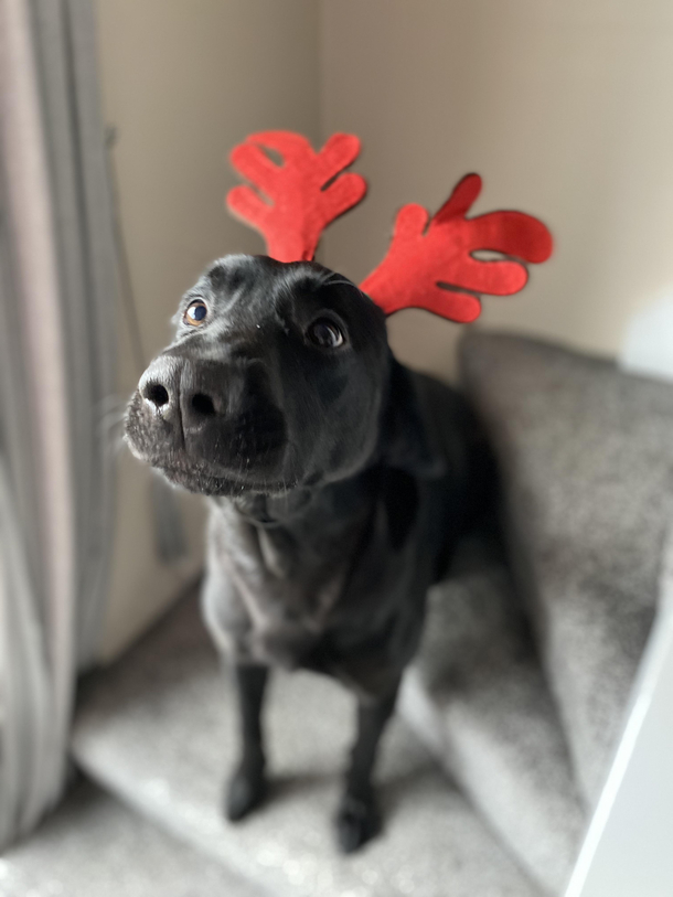 Ready for xmas