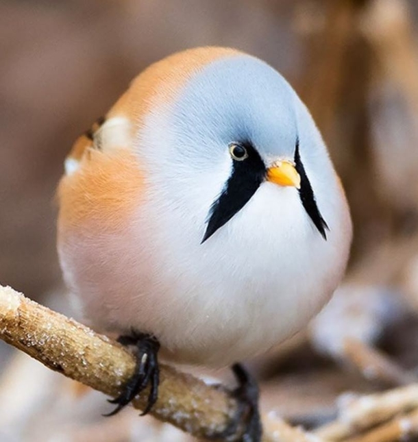 Real life Angry Bird