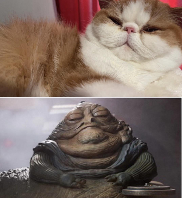 Realized my cats celebrity lookalike