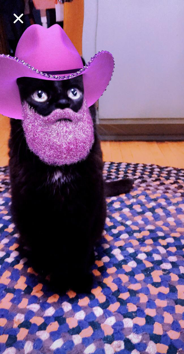 Realized Snapchat filters work on cats amp my life will never be the same