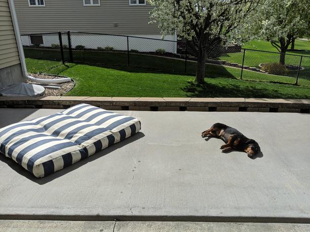 Really glad we bought him that nice bed