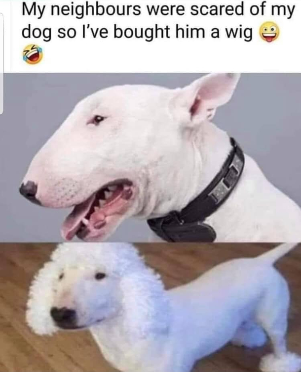 Really thought it was a poodle