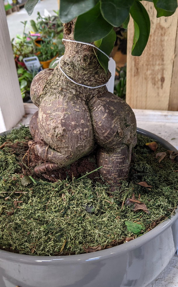 Rearthporn couldnt handle these roots that dont lie