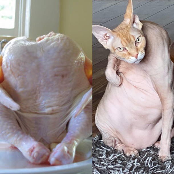 Recently adopted a Sphynx cat and my best friend says he looks like a
