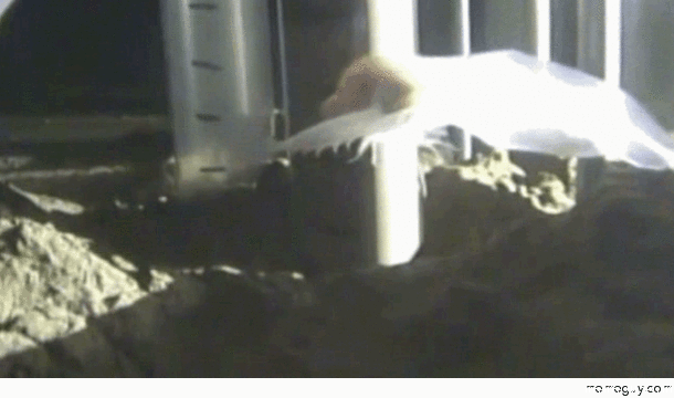 Recently discovered Ghost fish