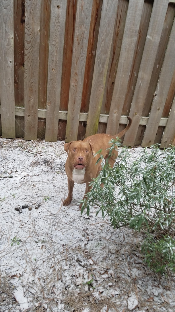 Recently moved from San Diego My dogs face tells me how he feels about first time in the snow