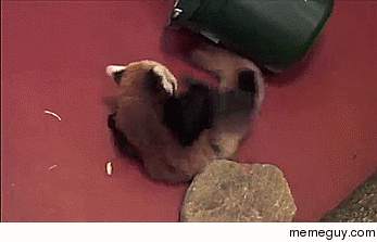 Red Panda cubs Their pounces just miss each other