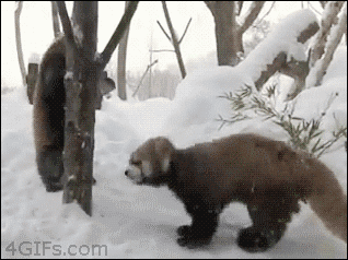 Red Panda Headbutt Attack
