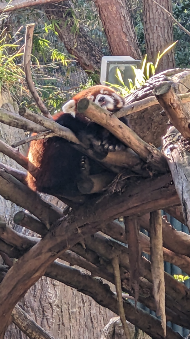 Red Panda taking a nap