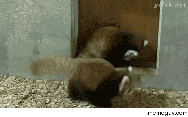 Red panda uses sneak attack