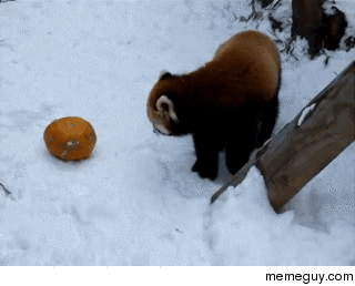 Red Panda Vs Pumpkin