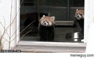 Red pandas startle easily