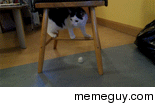 Reddit meet my cat Barney He forgets how to floor sometimes