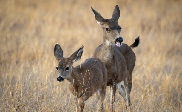 Regardless of your species posing for a nice portrait with your sibling will have predictable results