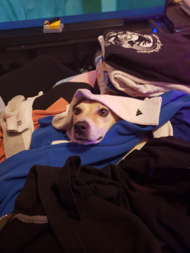 Reggie wanted to help with my laundry