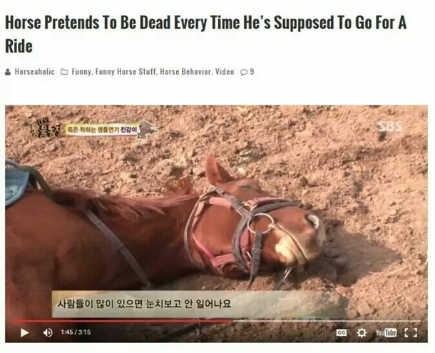 Relatable Horse