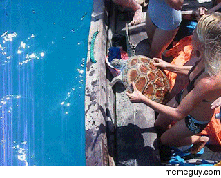 Releasing a turtle that was accidentally caught in a fish net