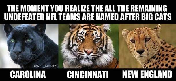 Remaining undefeated NFL teams have something in common