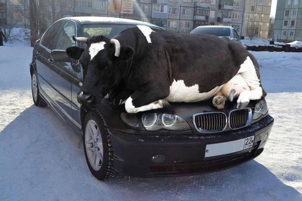 Remember as days get colder animals are attracted to the warmth of cars so check wheel arches or other hiding places