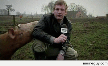 Reporter gets interupted by a pig