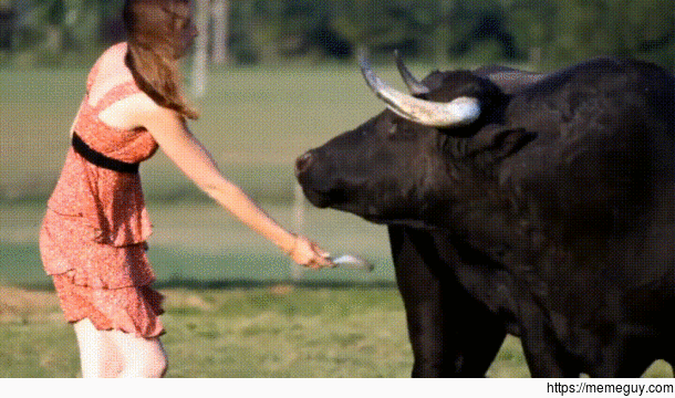 Rescued Bull gets brushed