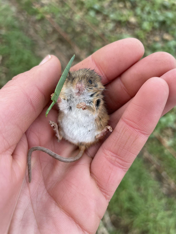 Rescued Mouse Armed With a Blade