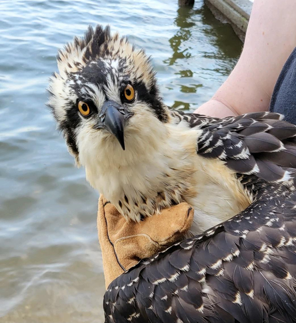 Rescued this one off a beach not sure it would consider it a rescue