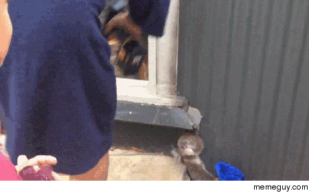 rescuing a stuck koala