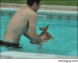 Rescuing deer from pool nope