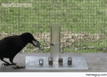 Resourceful crow - Raising water level to get food closer to the beak