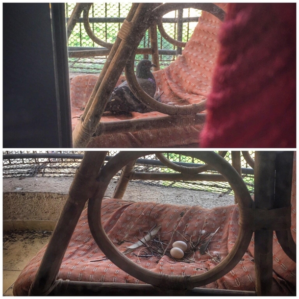 returned home after a longish spell of absence and found this in the balcony Ps This mama is a lazy nest builder