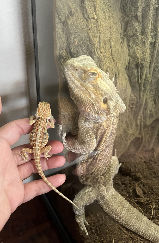 Rex was not happy to meet his new little brother