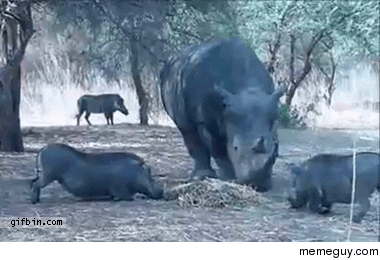 Rhino shows wild boar whos boss