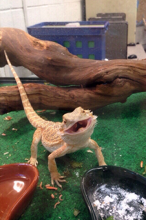 Ridiculously Photogenic Bearded Dragon