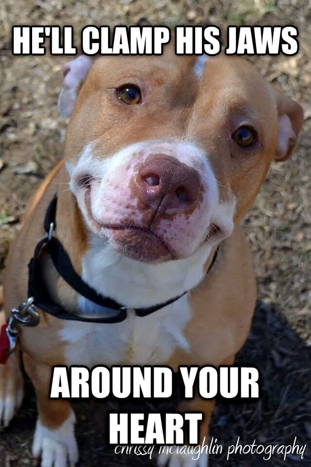 Ridiculously Photogenic Dog Part 