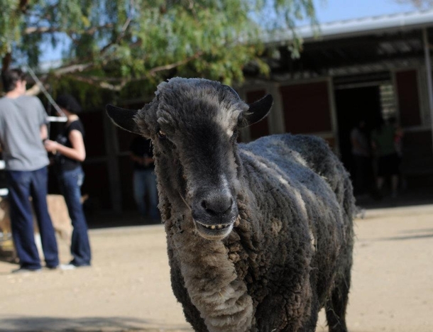 Ridiculously Unphotogenic Goat