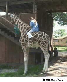 Riding a giraffe x-post from rgifs