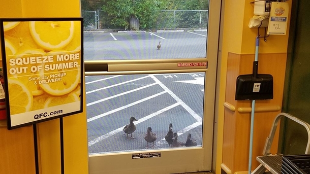 Ringleader ducks sends his cohorts to shake down the local grocer