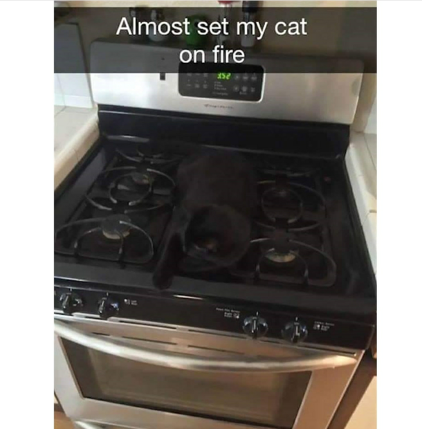 Rip cat