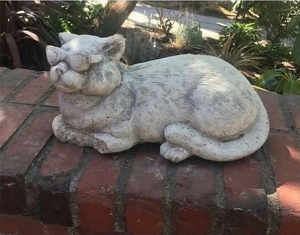 RIP Cat who thought sunglasses would stop Medusa