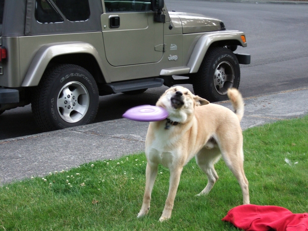 RIP Mango aka Frisbee Doge - for real