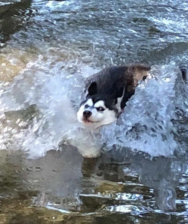 River dog its my dog btw