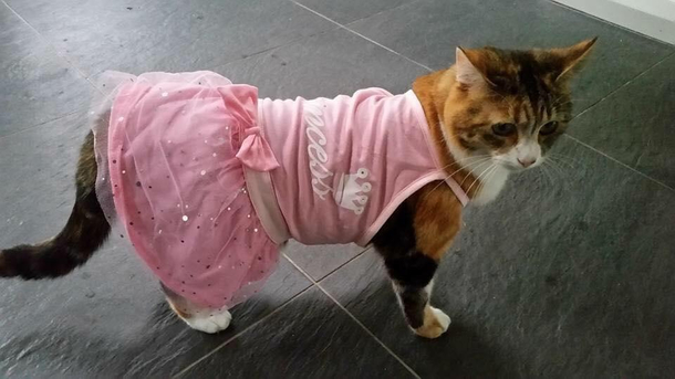Roast my cats outfit