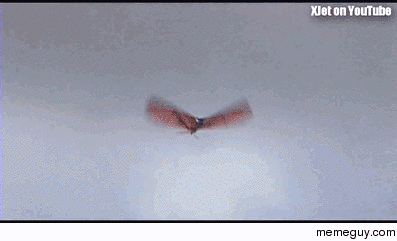 Robot Bird