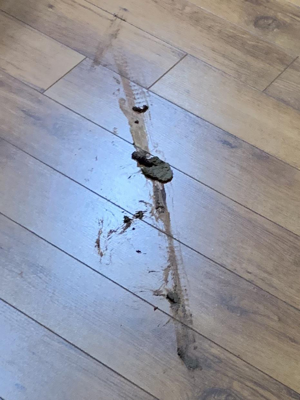 Robovac ran over some poo then proceeded to smear it all over the apartment I thought this was a myth