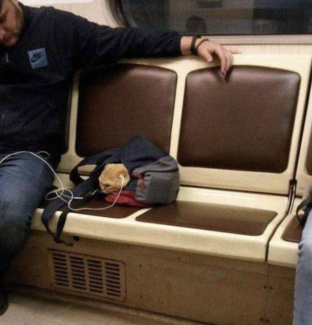 Rock roll and meow