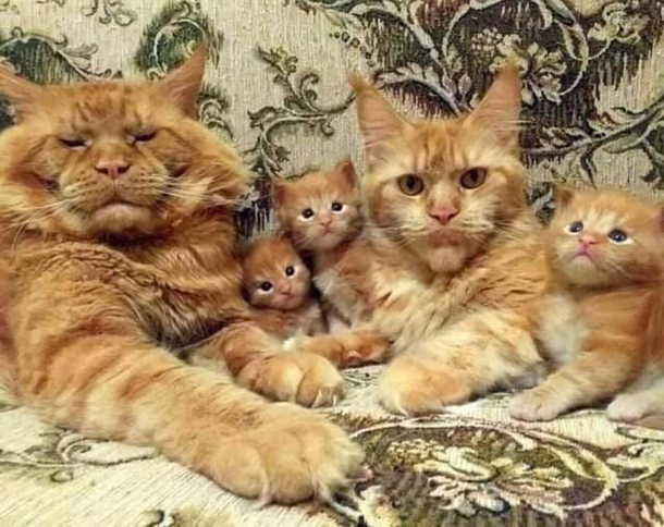 Ron Perlman and family