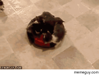 Roomba kitten adventure