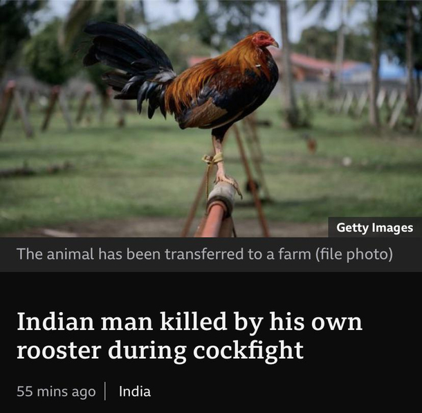 Roses are red dont mine at night